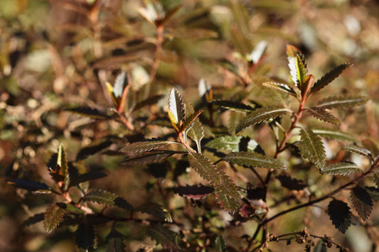 Haloragis erecta 'Wellington Bronze' - NEW