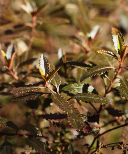 Haloragis erecta 'Wellington Bronze' - NEW