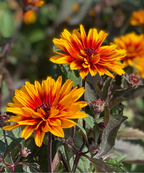 Heliopsis helianthoides 'Funky Spinner' - NEW