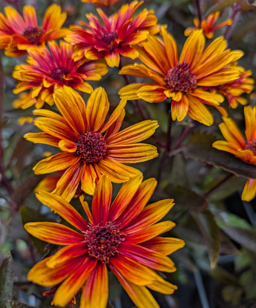 Heliopsis helianthoides 'Funky Spinner' - NEW