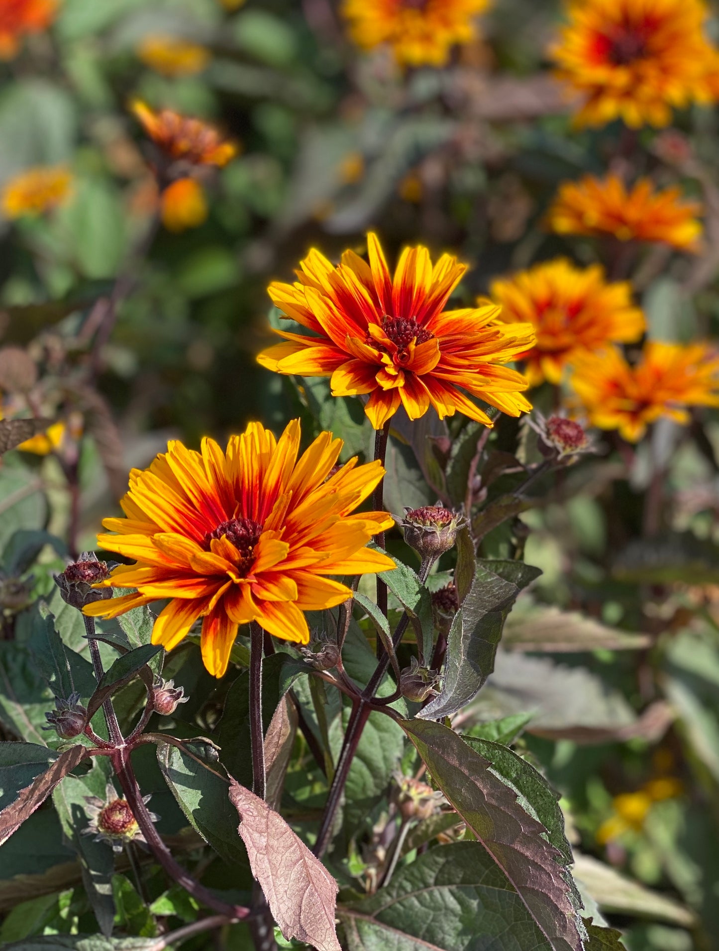 Heliopsis helianthoides 'Funky Spinner' - NEW