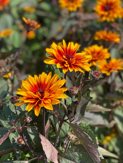 Heliopsis helianthoides 'Funky Spinner' - NEW