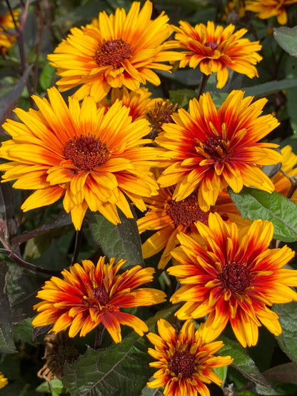 Heliopsis helianthoides 'Funky Spinner' - NEW