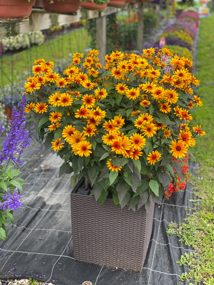 Heliopsis helianthoides 'Funky Spinner' - NEW
