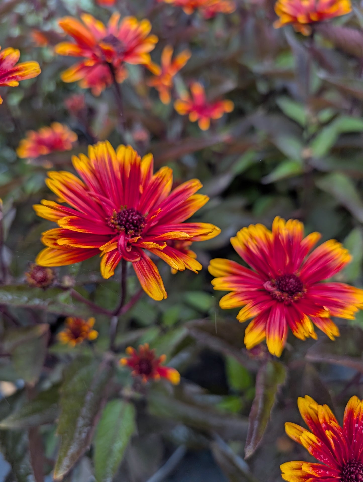 Heliopsis helianthoides 'Funky Spinner' - NEW