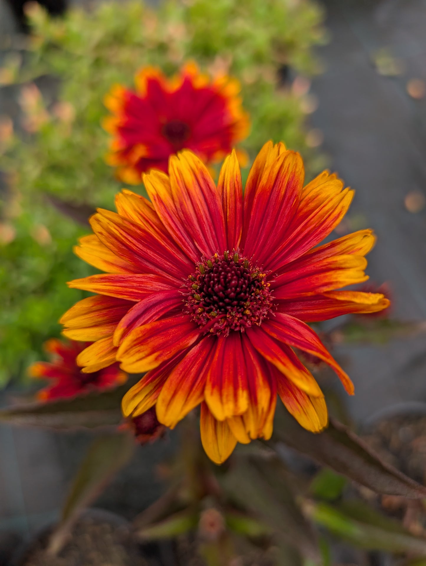 Heliopsis helianthoides 'Funky Spinner' - NEW