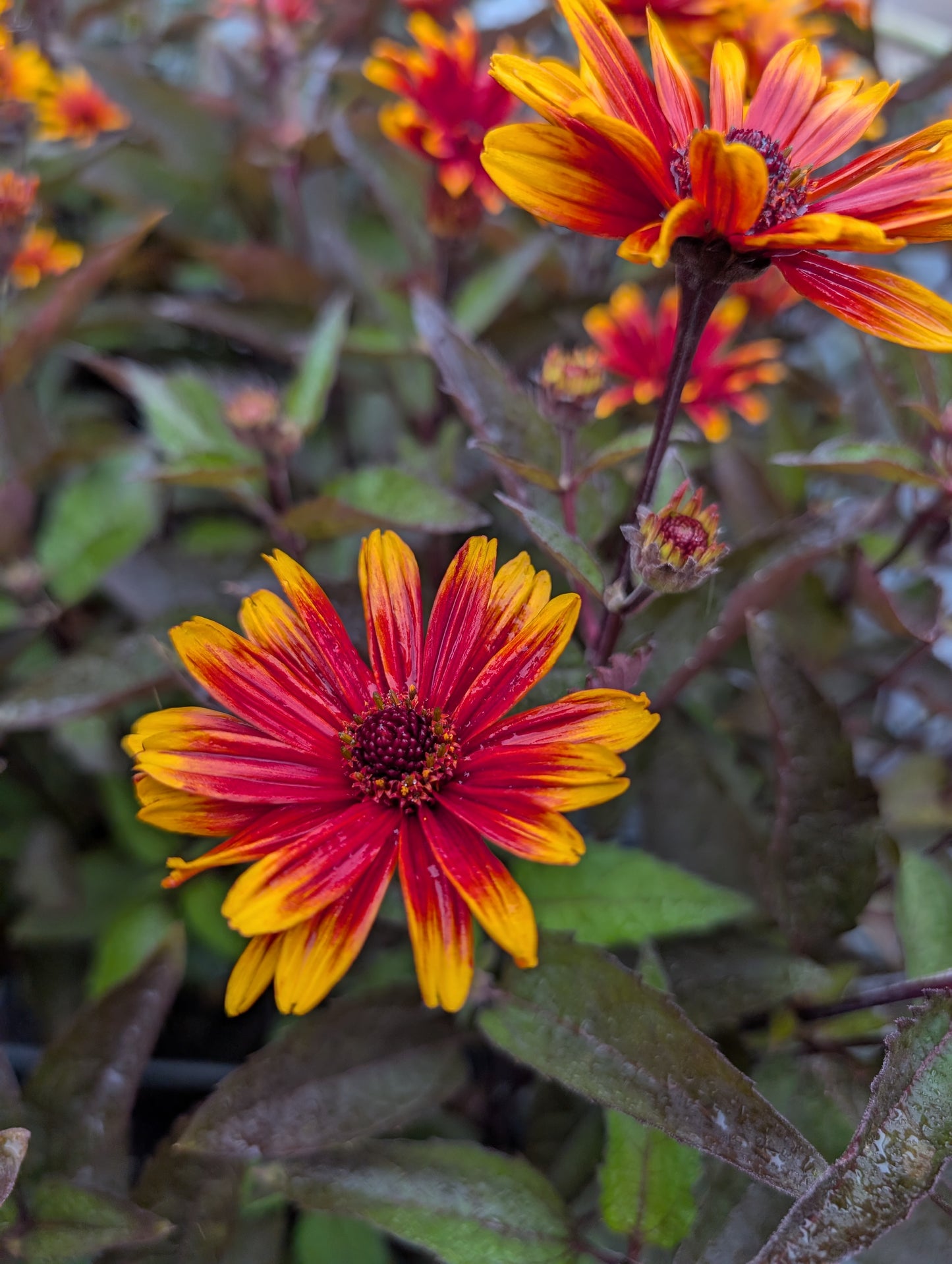 Heliopsis helianthoides 'Funky Spinner' - NEW
