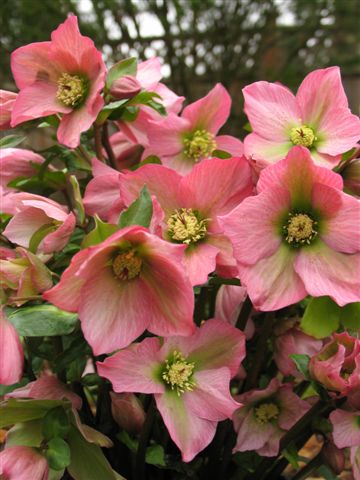 Helleborus hybrid 'Rosemary' - NEW