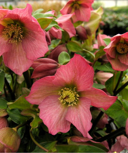 Helleborus hybrid 'Rosemary' - NEW