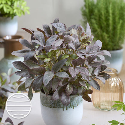 Helleborus orientalis 'The Rockies Mount Nebo' - NEW