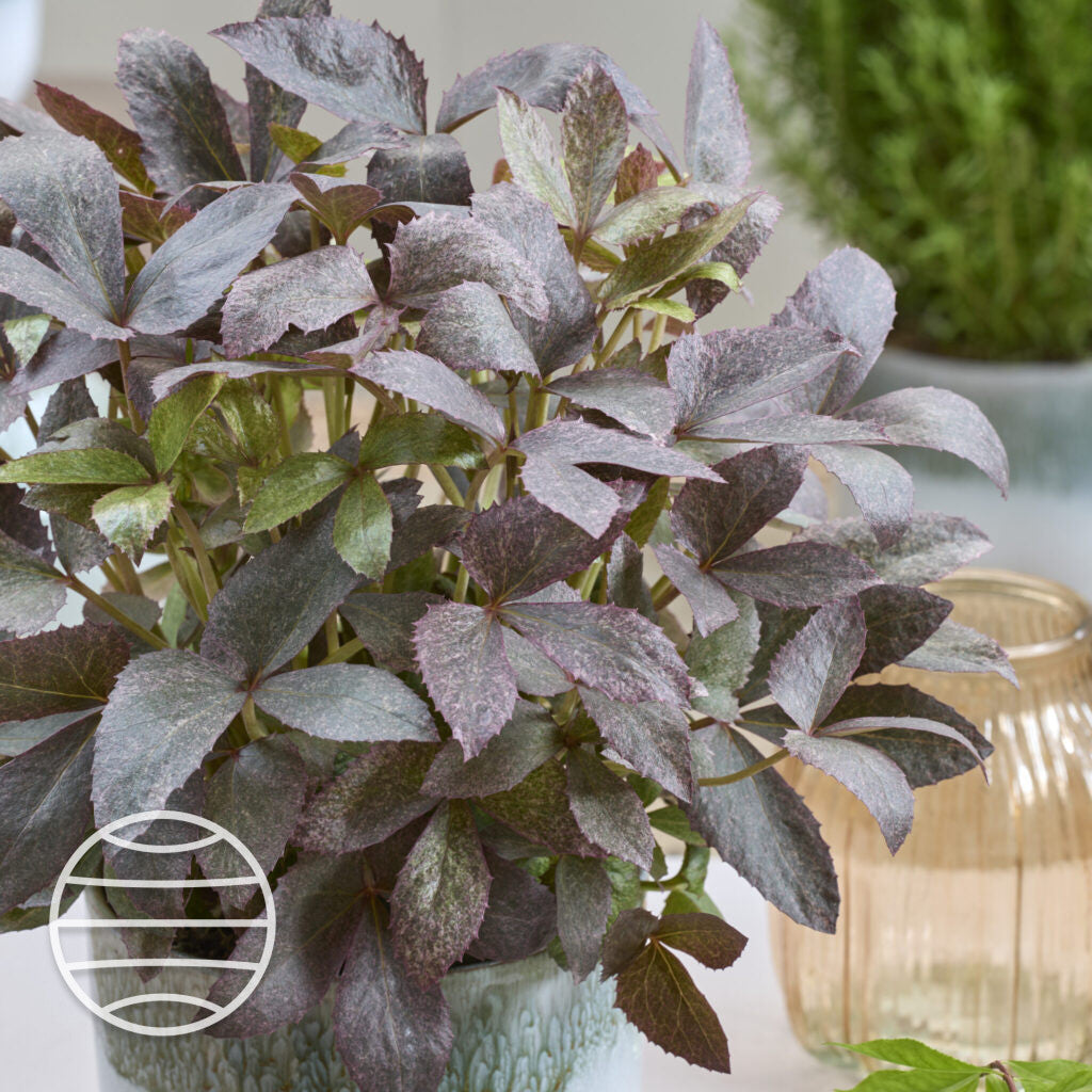 Helleborus orientalis 'The Rockies Mount Nebo' - NEW