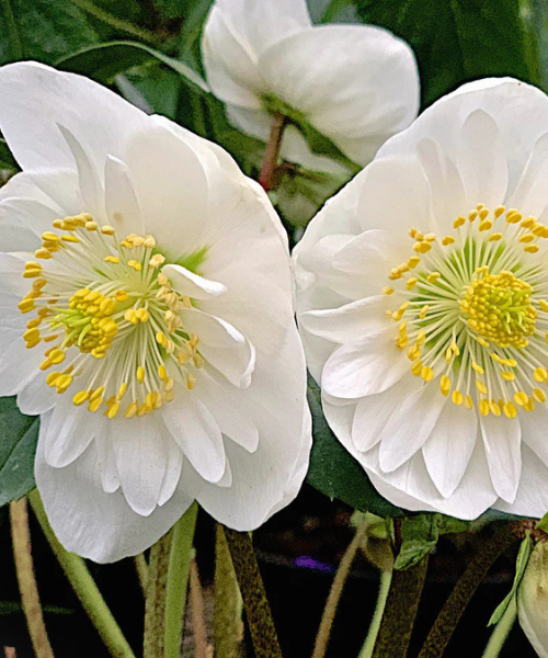 Helleborus niger 'Snowdrift' - NEW