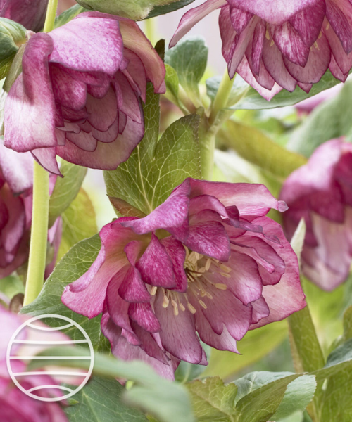 Helleborus orientalis 'Solar Sorbet' - NEW