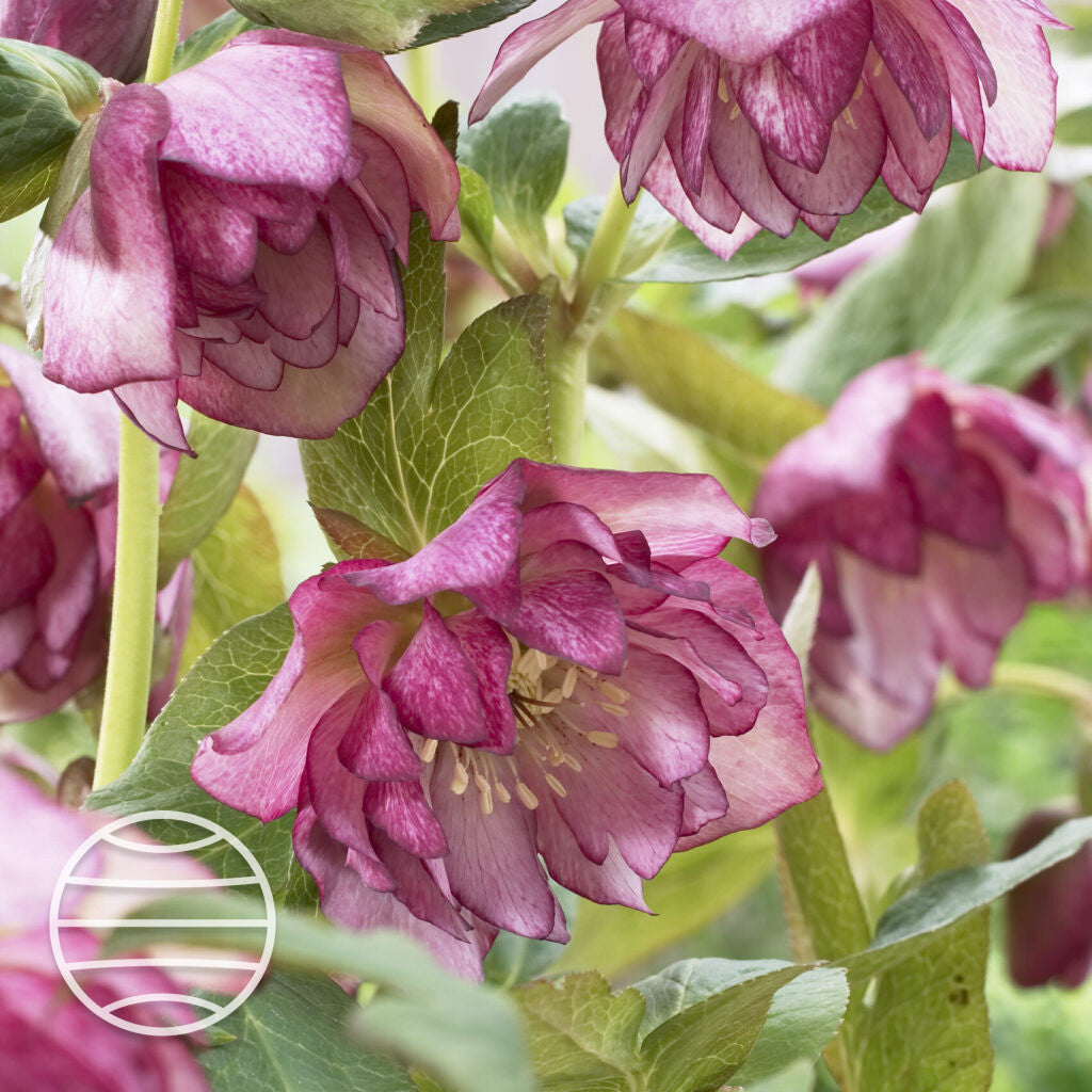 Helleborus orientalis 'Solar Sorbet' - NEW