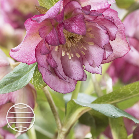 Helleborus orientalis 'Solar Sorbet' - NEW