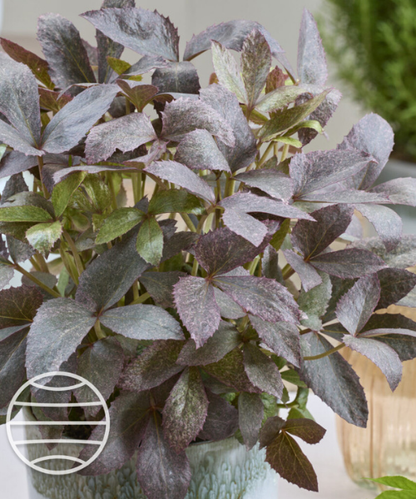 Helleborus orientalis 'The Rockies Mount Nebo' - NEW