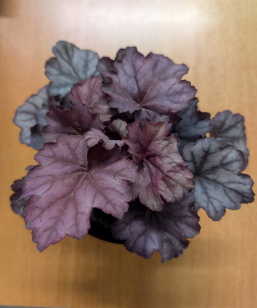 Heuchera sanguniea 'Blackberry' - NEW