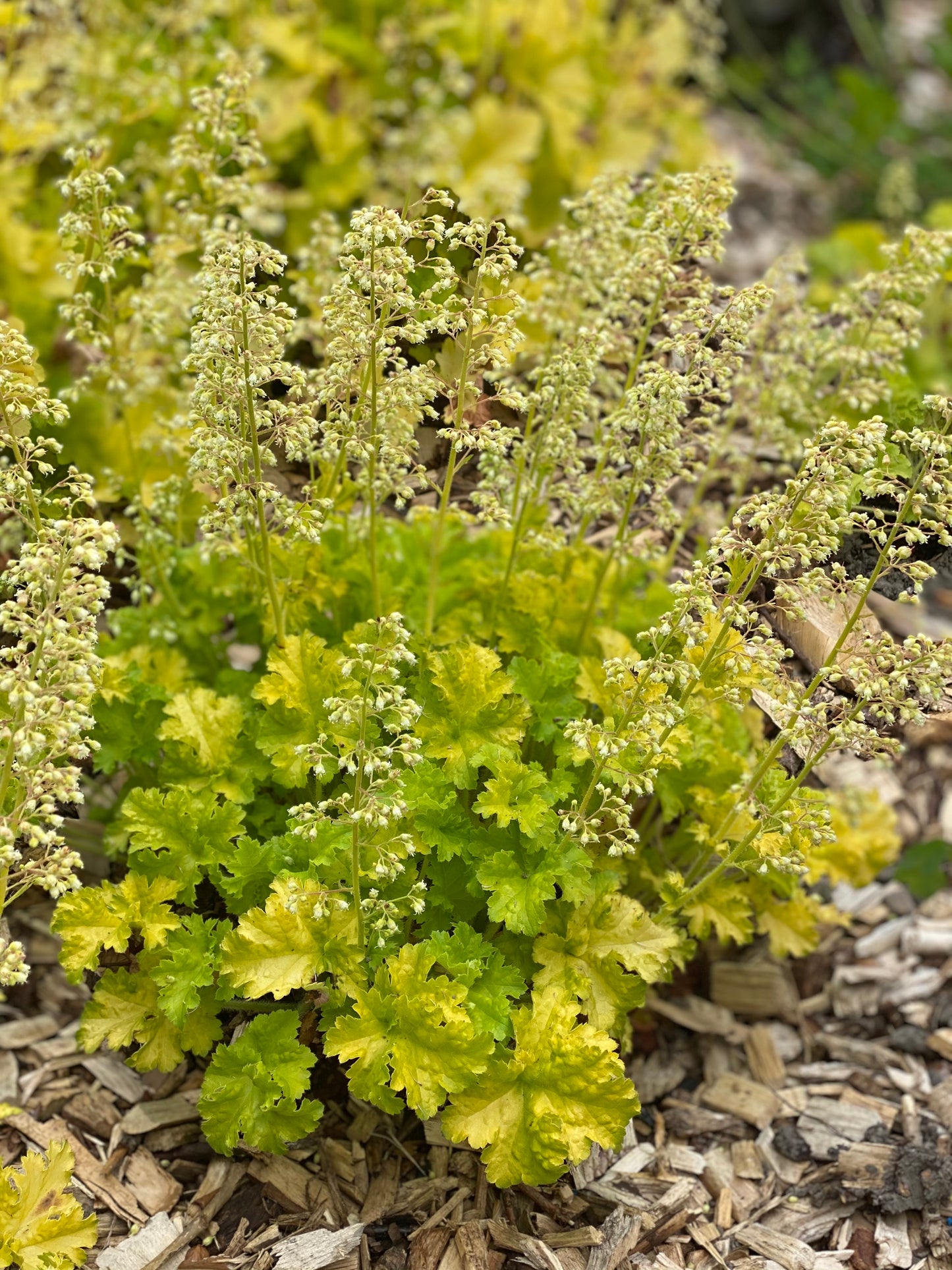 Heuchera villosa 'Limeberry' - NEW