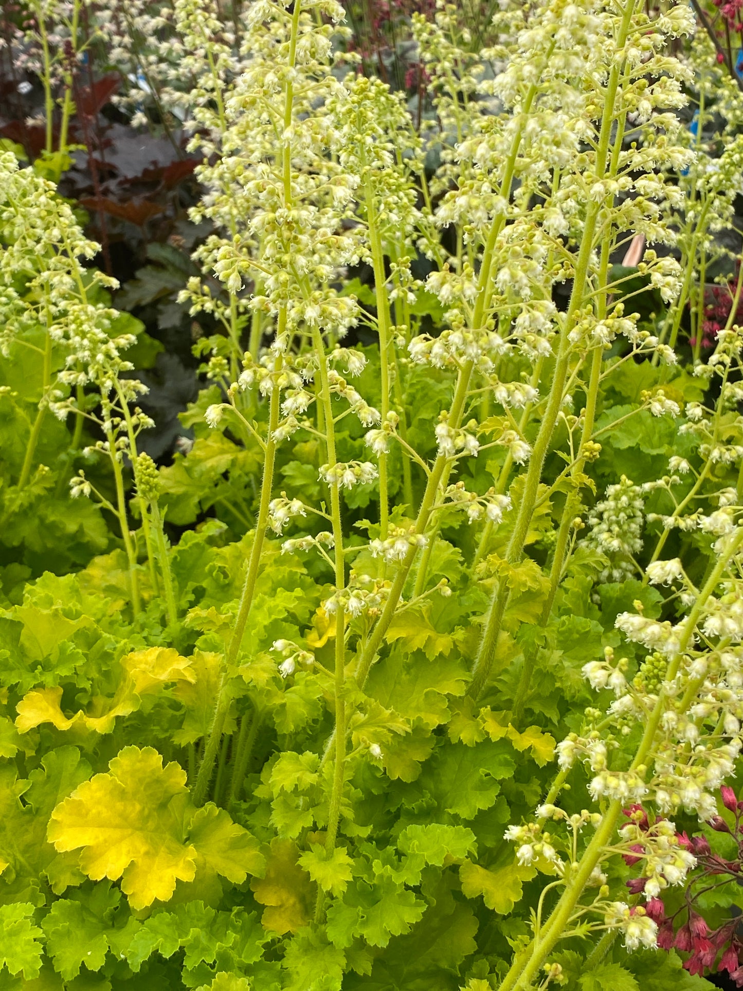 Heuchera villosa 'Limeberry' - NEW