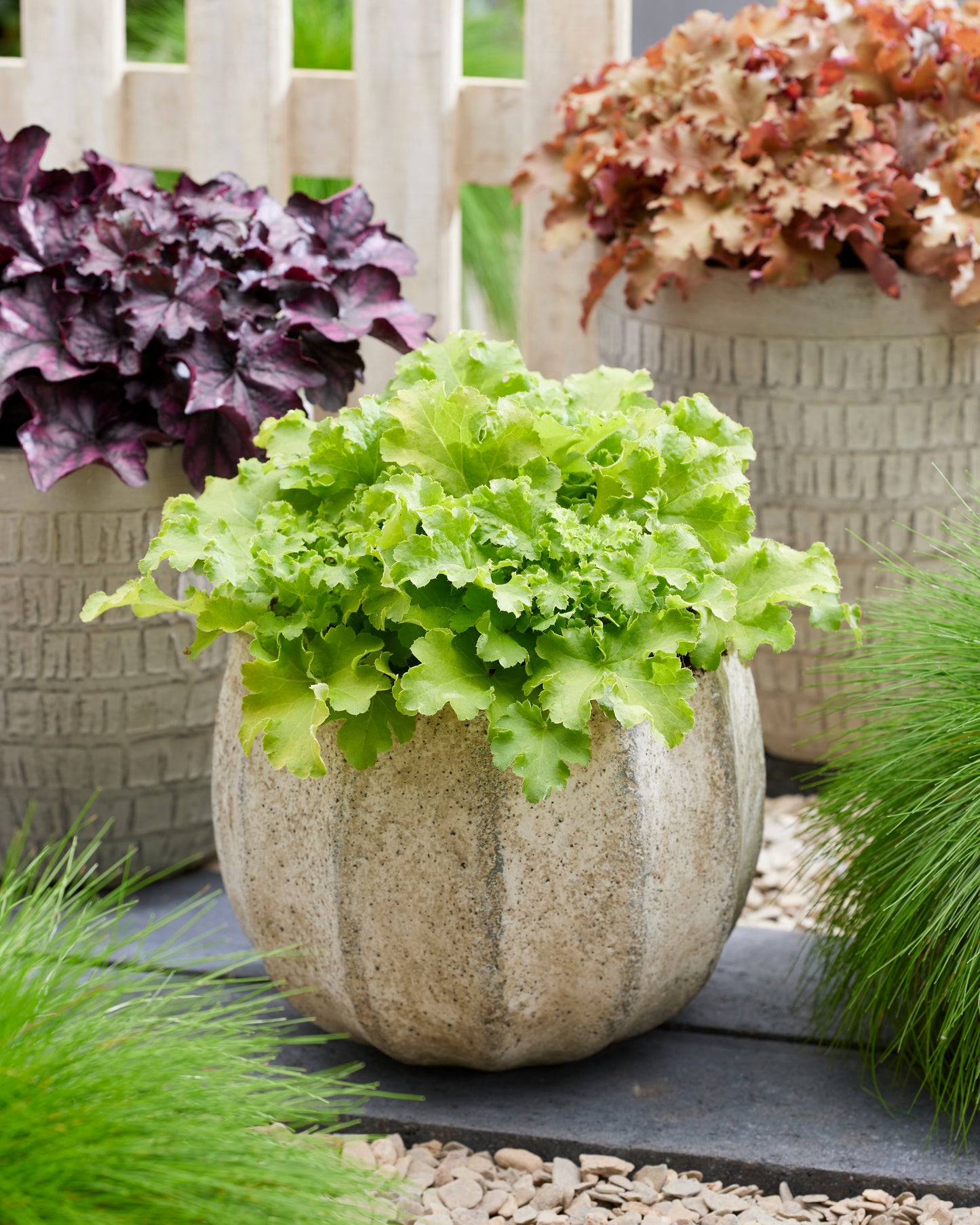Heuchera villosa 'Limeberry' - NEW
