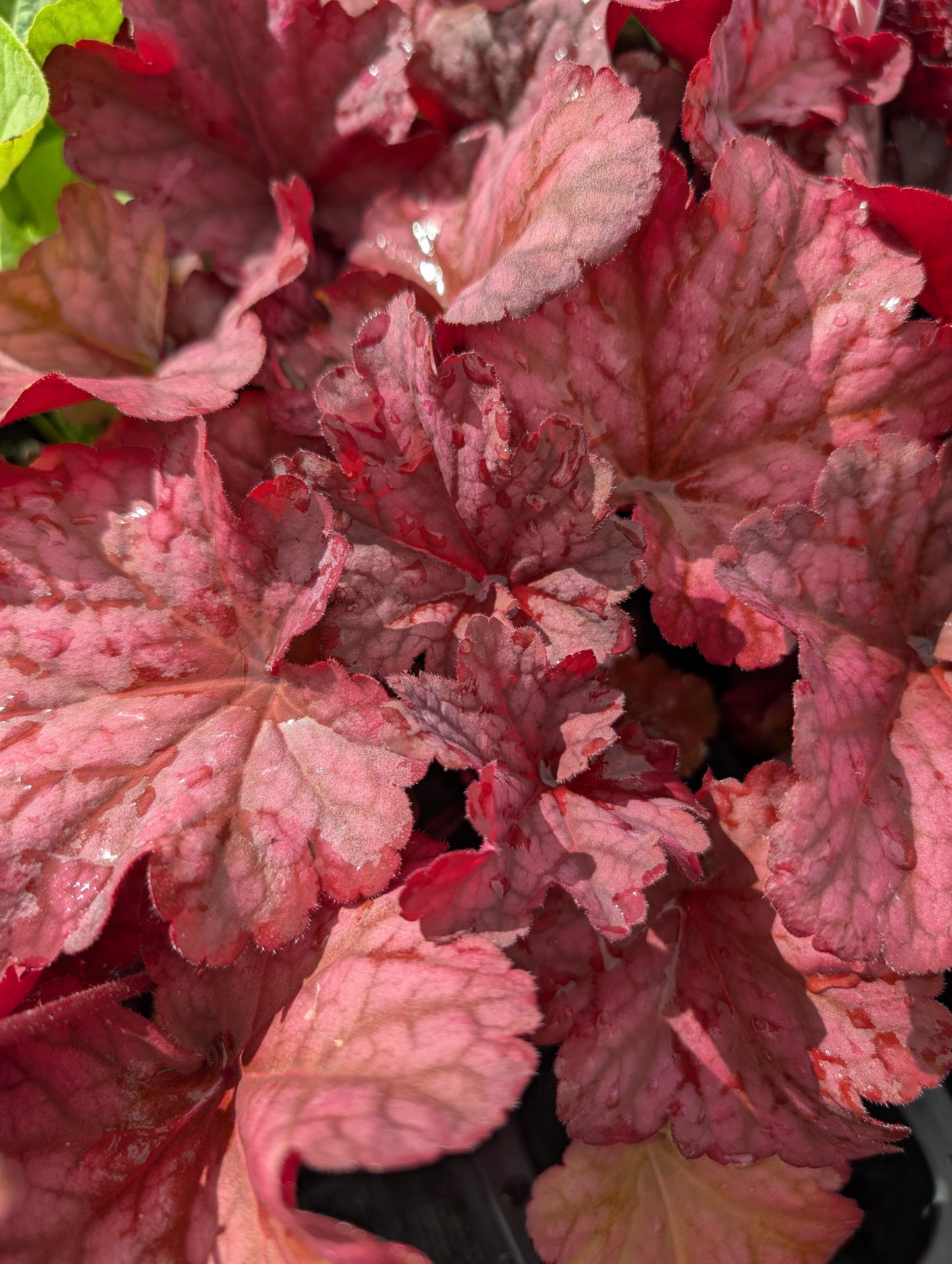 Heuchera sanguinea x villosa 'Berry Smoothie' - NEW