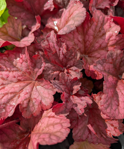 Heuchera sanguinea x villosa 'Berry Smoothie' - NEW