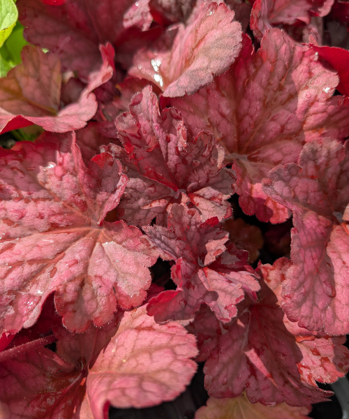 Heuchera sanguinea x villosa 'Berry Smoothie' - NEW