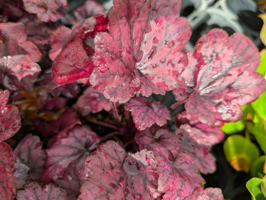 Heuchera sanguinea x villosa 'Electric Plum' - NEW