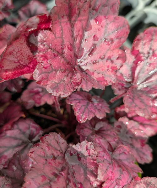 Heuchera sanguinea x villosa 'Electric Plum' - NEW