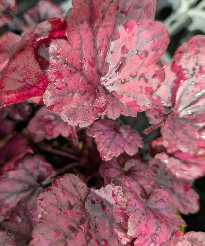 Heuchera sanguinea x villosa 'Electric Plum' - NEW