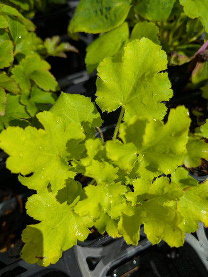 Heuchera villosa 'Limeberry' - NEW