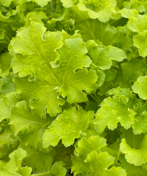 Heuchera villosa 'Limeberry' - NEW