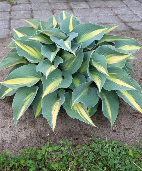 Hosta plantanginea 'Catherine' - NEW