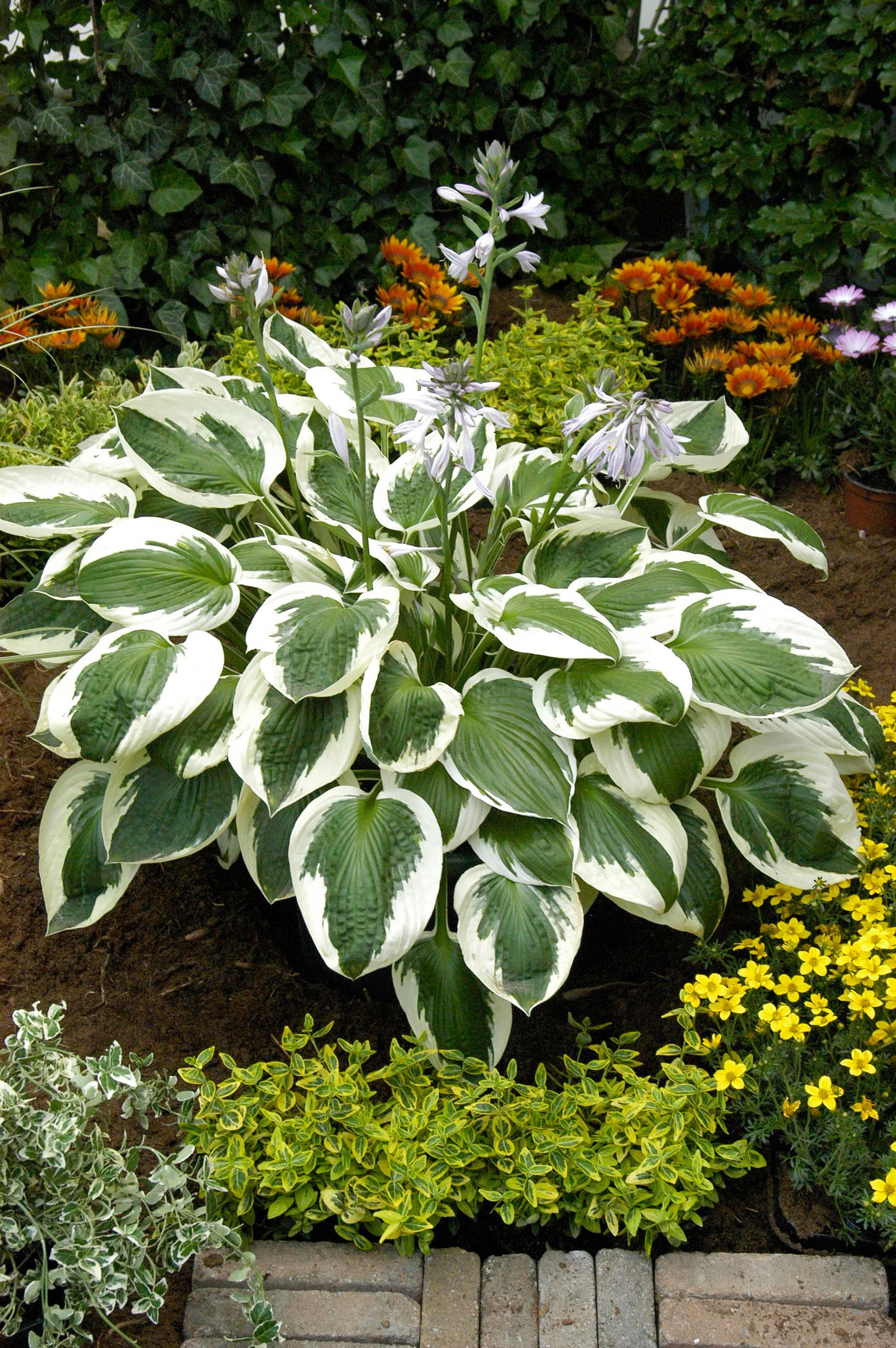 Hosta fortunei 'Minuteman' - NEW