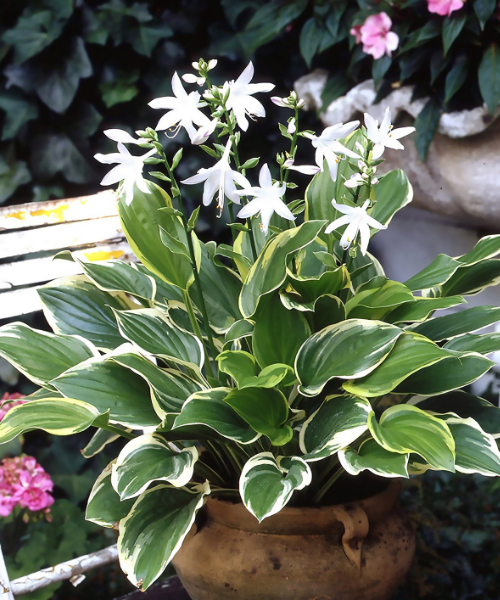 Hosta plantaginea 'So Sweet' - NEW