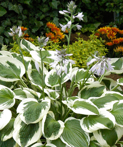 Hosta fortunei 'Minuteman' - NEW