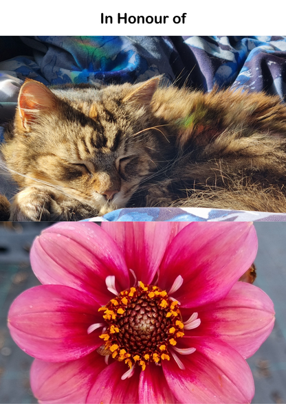 Dahlia variabilis 'Whiskers' - NEW