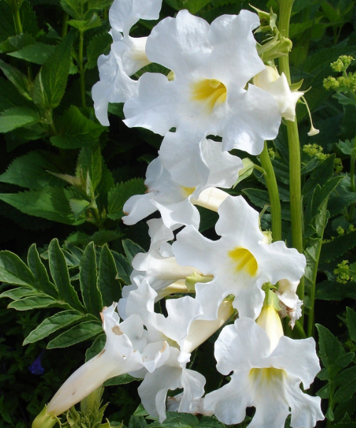 Incarvillea delavayi 'Alba' - NEW