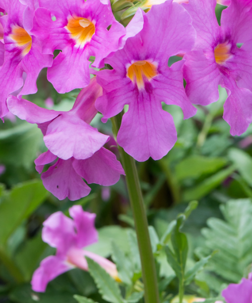 Incarvillea delavayi 'Deli Rose' - NEW