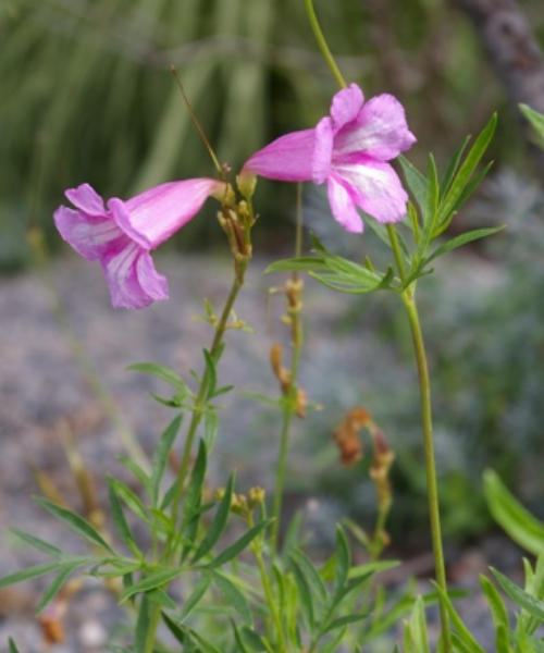 Incarvillea olgae - NEW