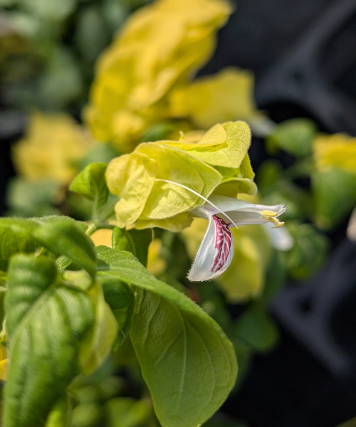 Justicia brandegeana 'Lutea' - NEW