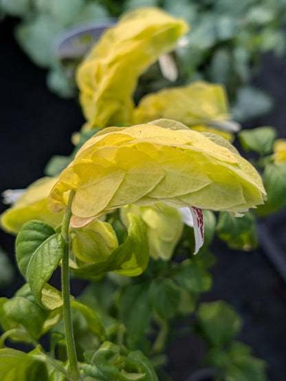 Justicia brandegeana 'Lutea' - MORE COMING SPRING 2026