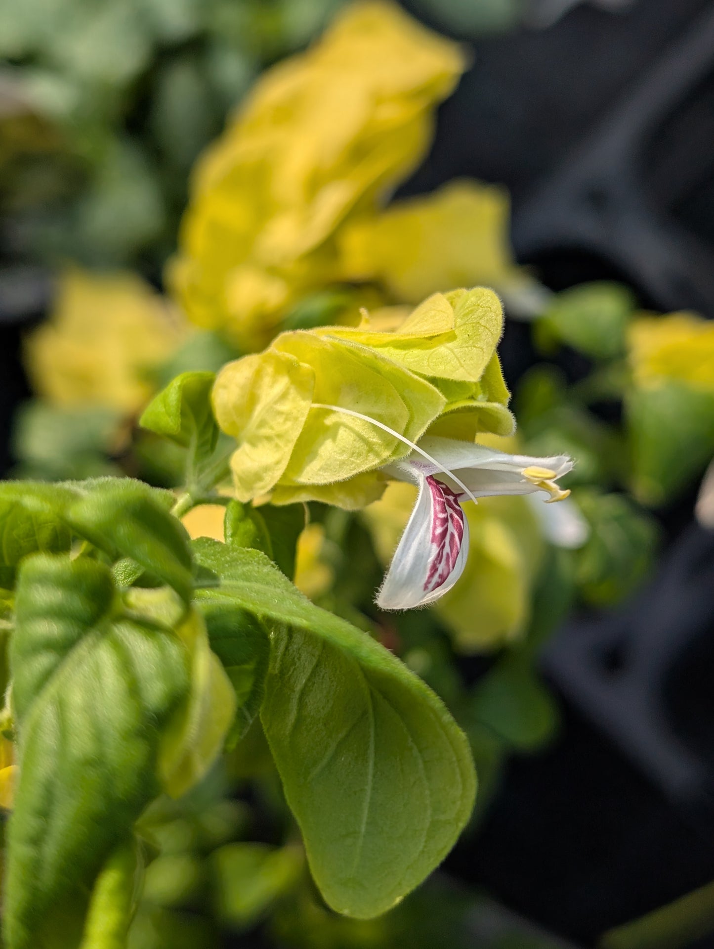 Justicia brandegeana 'Lutea' - MORE COMING SPRING 2026