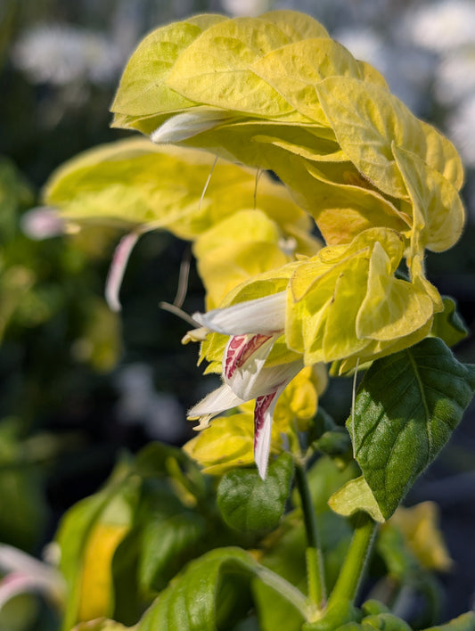 Justicia brandegeana 'Lutea' - NEW