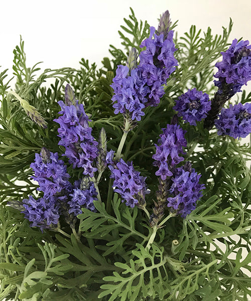 Lavandula pinnata 'Sidonie'