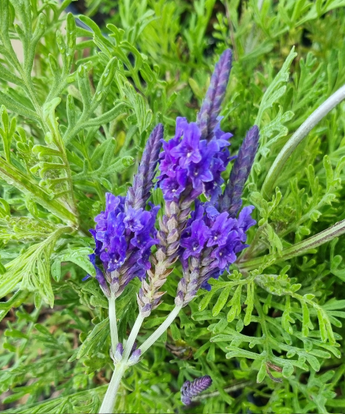 Lavandula pinnata 'Sidonie'