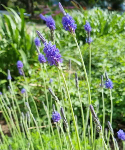 Lavandula pinnata 'Sidonie'