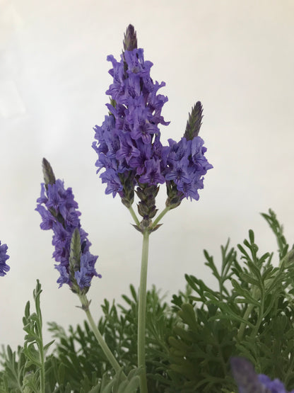 Lavandula pinnata 'Sidonie'