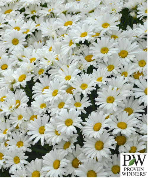 Leucanthemum Superbum Amazing Daisies 'Daisy May'