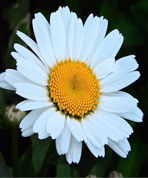 Leucanthemum superbum 'Daisy Chain'